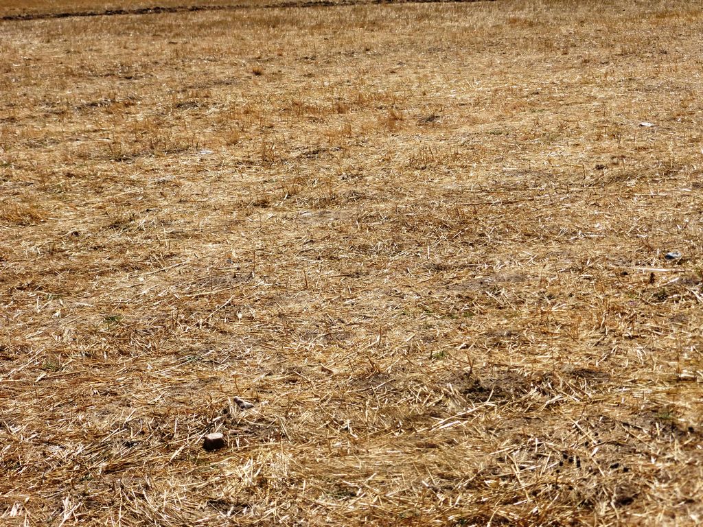 Agricultural land